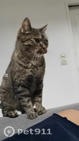 Chatte tigrée perdue à Orléans - photo