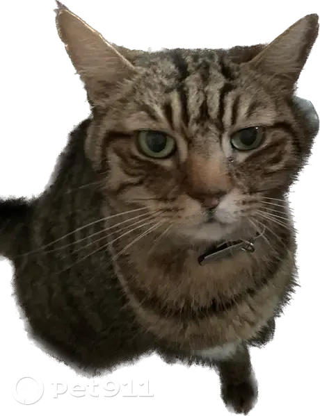 Chatte âgée tigrée trouvée à Noisy - photo