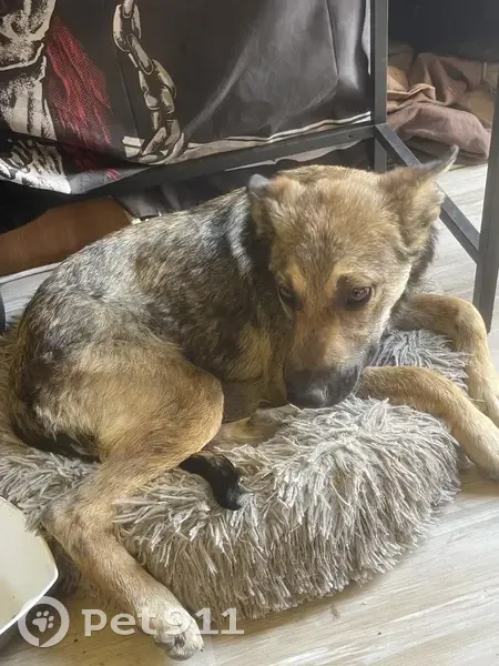 Chiot loup égaré près de St-Gervasy - photo