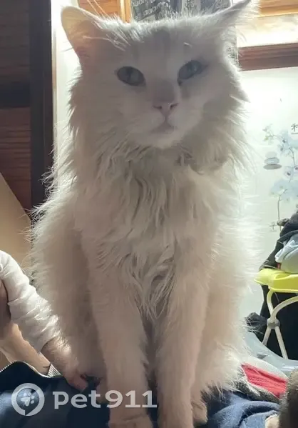 Chat blanc perdu, moustache coupée - photo
