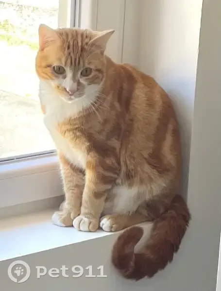 Chat roux perdu à Oullins - photo