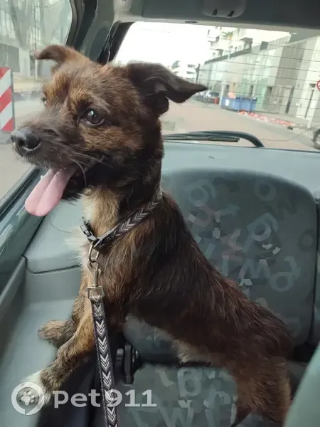 Chien mâle perdu à Toulouse - photo