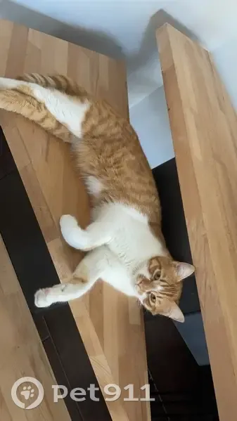 Moumou, chat perdu à Hadol - photo