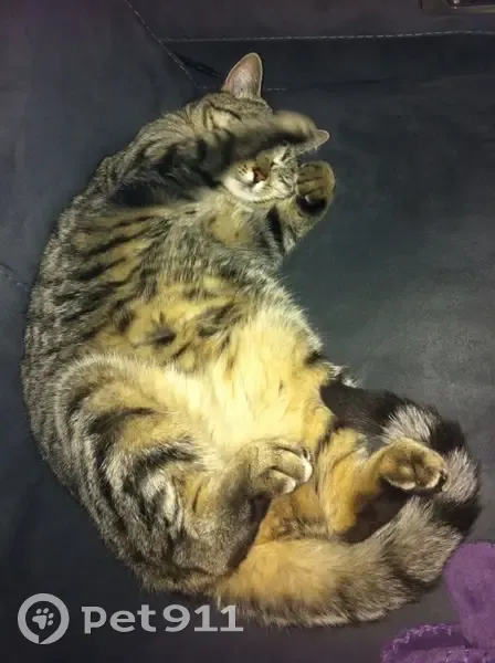 Chatte Paillette disparue à Hyères - photo
