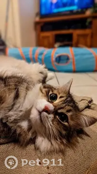 Chat craintif disparu aux Bessons - photo