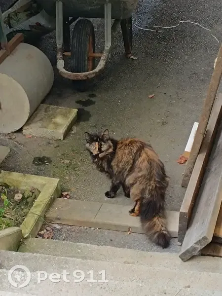 Chat écaille trouvé à Fillière - photo