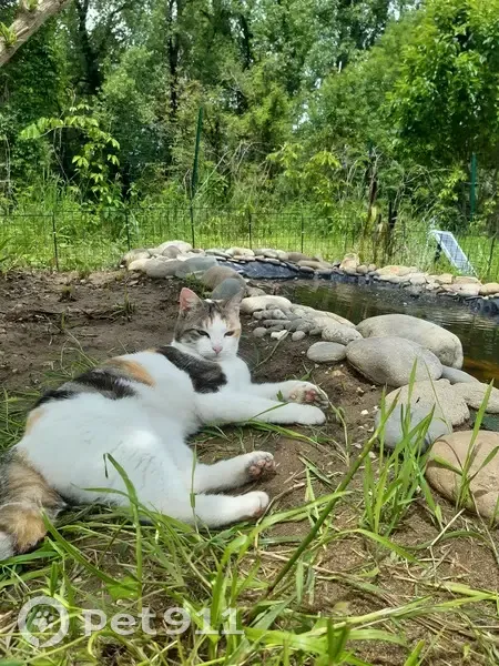 Chatte tricolore disparue à Vayrac - photo