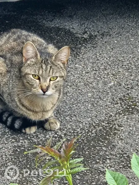 Chat maigre trouvé à Hinges - photo
