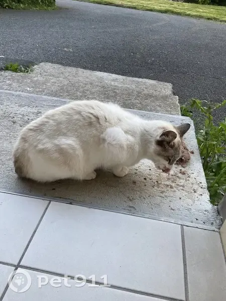 Chat femelle trouvé à Lannion - photo