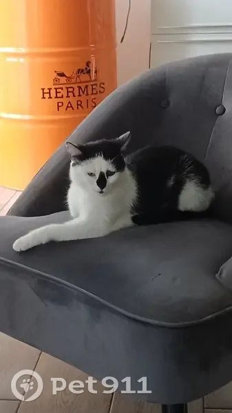 Chat blanc et noir perdu à Viry - photo