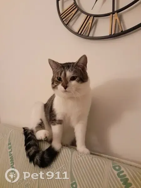Chat Simba gris disparu à Paris - photo