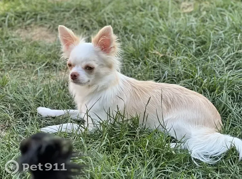 Chihuahua perdu à La Gorgue - photo