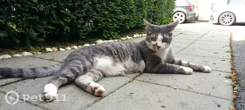 Chat gris tatoué disparu à Lille - photo