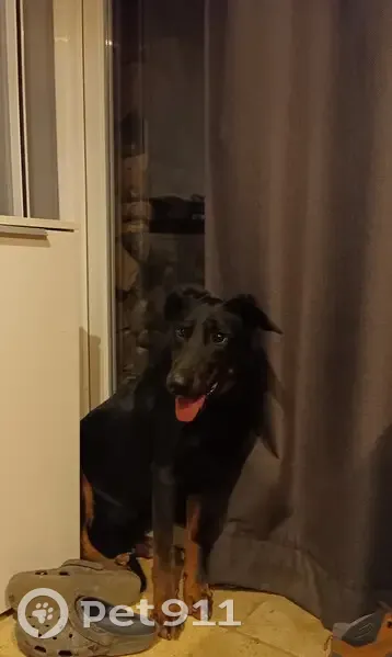 Chien Beauceron Tom Perdu - photo