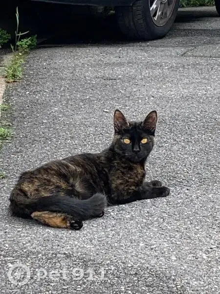 Chat écaille trouvé à Saint-Denis - photo