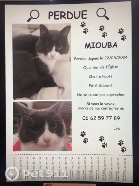 Chatte perdue à Vermenton - photo