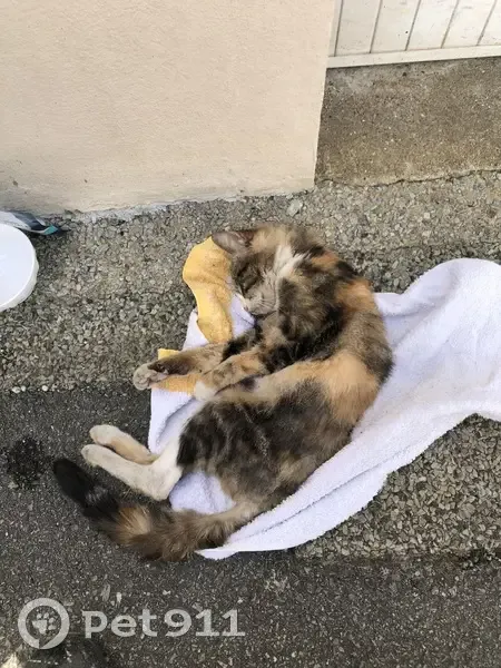 Chat blessé trouvé à Lanester - photo