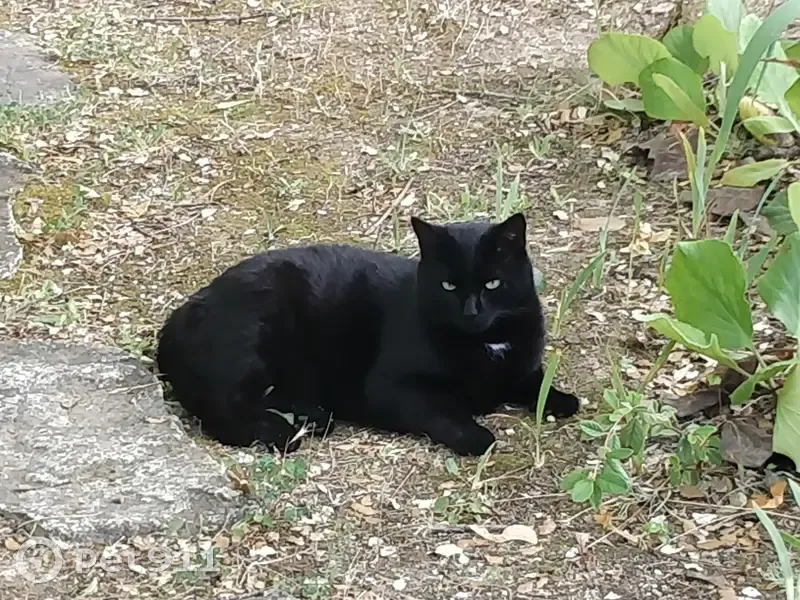 Chat noir perdu à Éguilles - photo