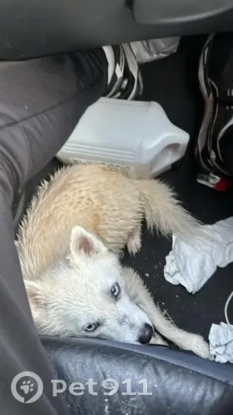 Chien perdu près de Lizy-sur-Ourcq - photo