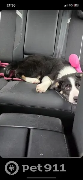 Chien disparu: Gaya, Border Collie - photo