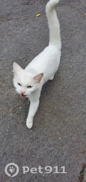 Chat affectueux trouvé à Angoulême - photo