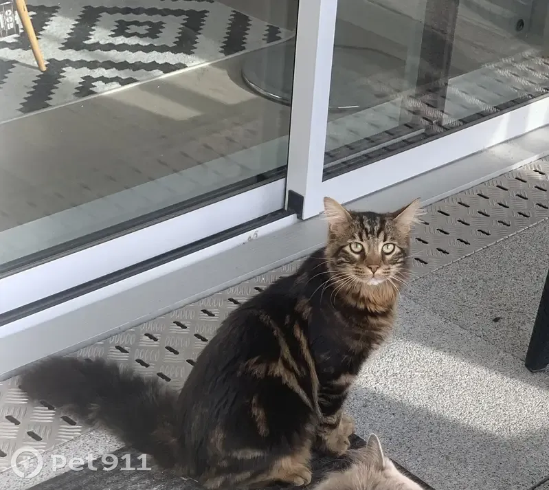 Chat tigré perdu à Cesson-Sévigné - photo
