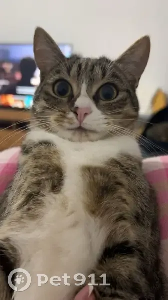 Chaton tigré disparu à Ajaccio - photo