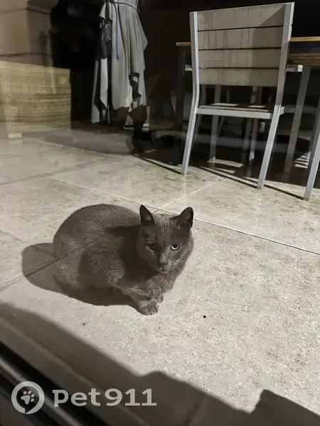 Chat trouvé à Fatouville-Grestain - photo