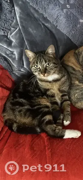 Chatte tigrée disparue à Audincourt - photo