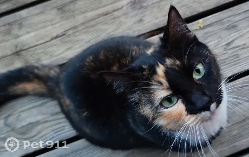 Chatte bicolore perdue à Lasseube - photo