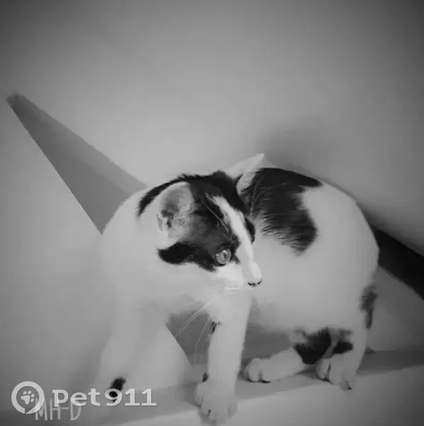 Chatte craintive disparue à Hornoy - photo