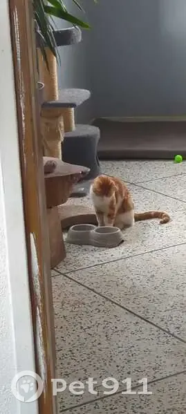 Chat roux perdu à Combrailles - photo