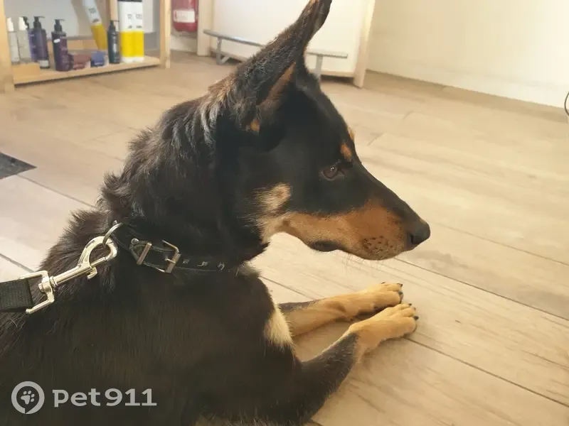 Chienne affectueuse trouvée - photo