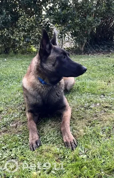 Chien disparu Garçon (fl509483) - photo
