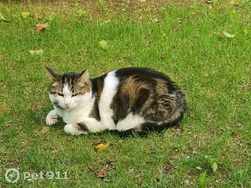 Chat disparu Garçon, Salon-de-Provence (fl509495) - photo