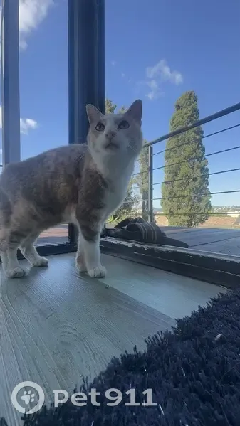 Chat trouvé Fille, Cannes (ff509498) - photo