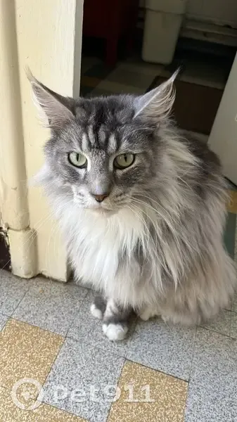 Chat disparu Garçon, Lyon (fl509513) - photo