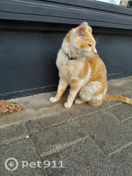 Chat trouvé, Barentin (ff509522) - photo