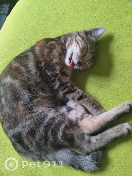 Chat disparu Fille, Grenoble (fl509525) - photo