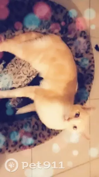 Chat crème/blanc perdu: Tango - photo