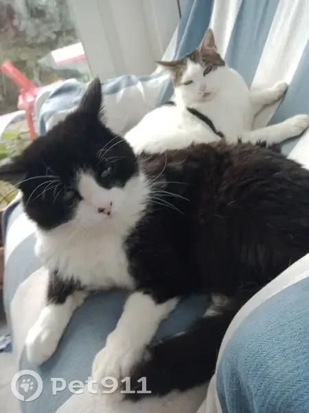 Chat noir et blanc perdu à Douai - photo