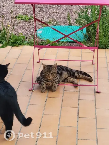 Chat mâle trouvé à Lisieux - photo