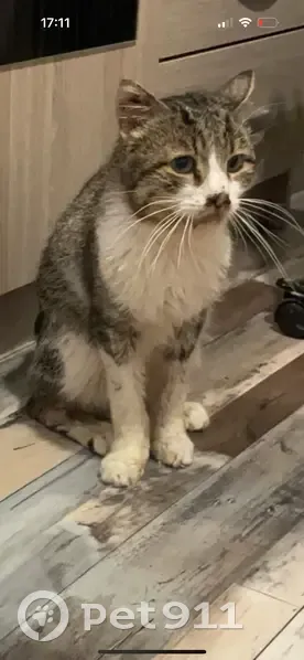 Chat Pedro disparu à Metz - photo