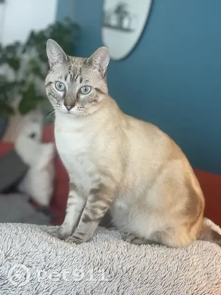 Chat siamois perdu à Bruges - photo
