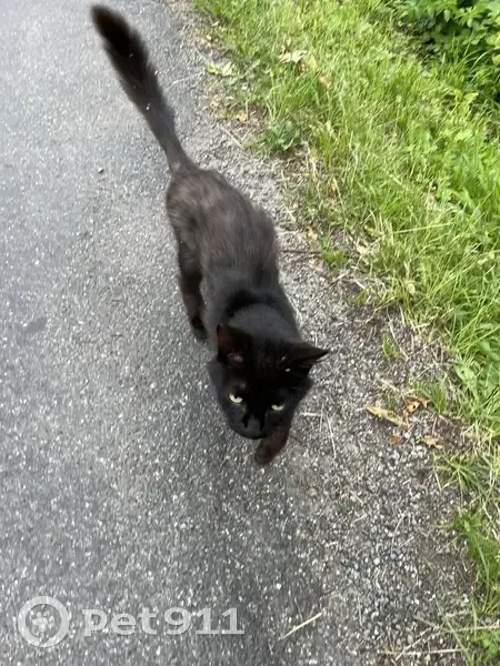 Chat maigre trouvé à Lourdes - photo