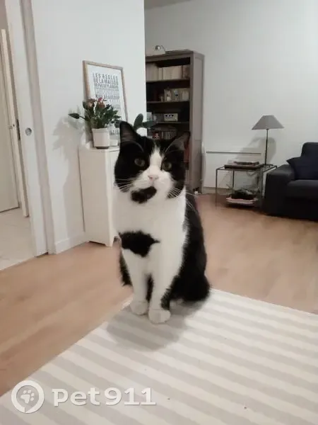 Chatte noire/blanche perdue à Angers - photo