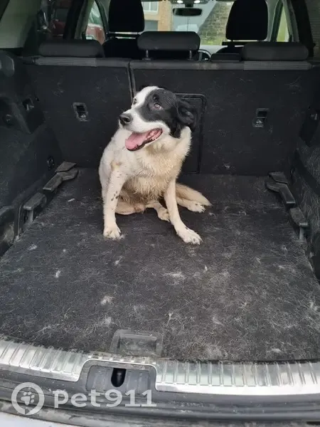 Chien docile trouvé à Hardoncelle - photo