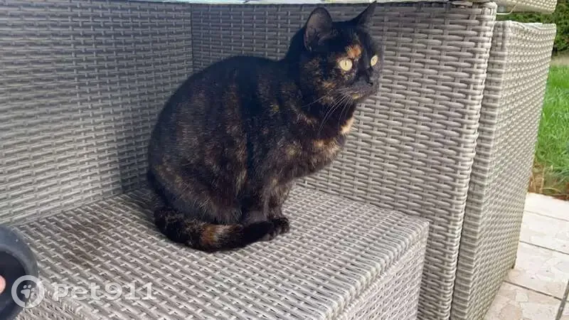 Chat sauvage Opium disparu blessé - photo