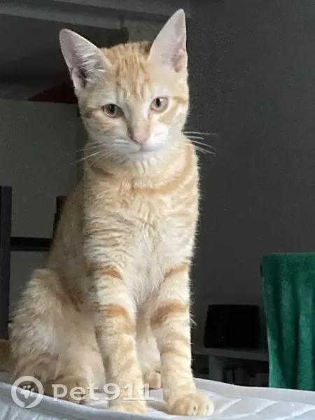 Tao, chat perdu à Gradignan - photo