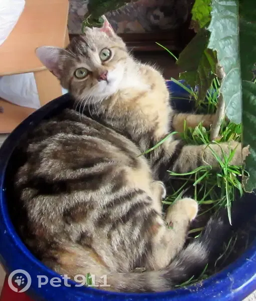 Chaton oriental perdu à Mauriac - photo